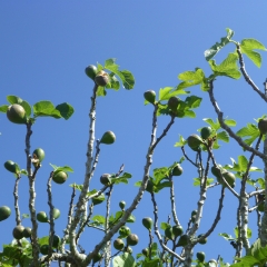 Fig Tree