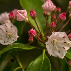 Mountain Laurel