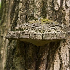 Shelf Fungus