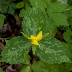 Trillium