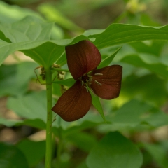 Red Trillium