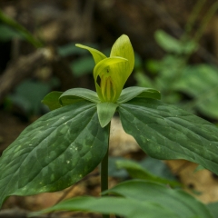 Yellow Trillium