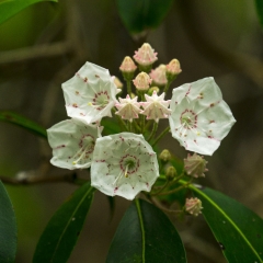 Mountain Laurel