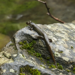 Salamander