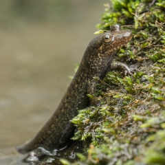 Salamander