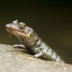 Salamander