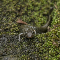 Salamander