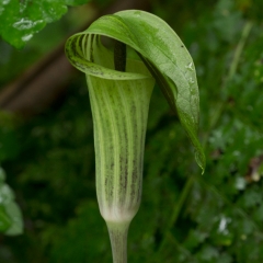 Pitcher Plant