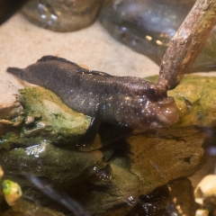 Mudskipper