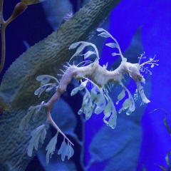 Leafy Sea Dragon