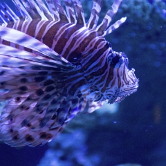 Lion Fish