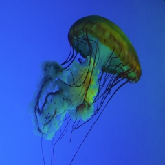 Jellyfish