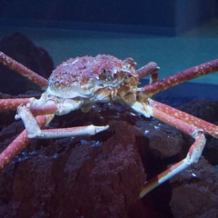 Japanese Spider Crab