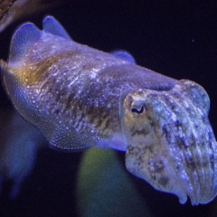 Cuttlefish