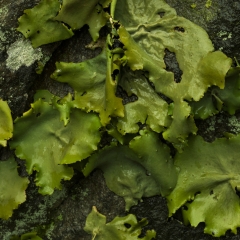 Lichens