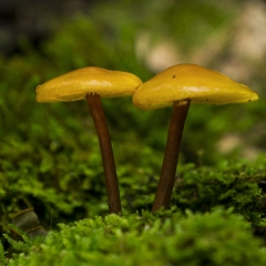 Mushrooms