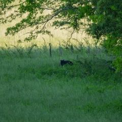 Black Bear