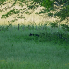 Black Bear