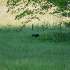 Black Bear