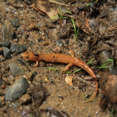 Salamander