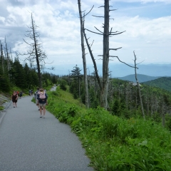 Clingman's Dome Trail