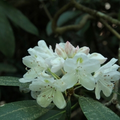 Mountain Laurel