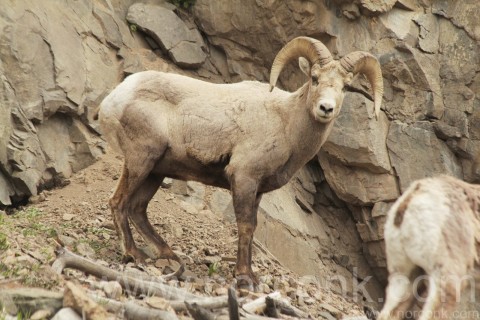 Bighorn Sheep