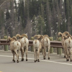 Bighorn Sheep