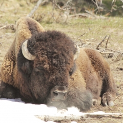 Bison