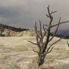 Mammoth Hot Springs