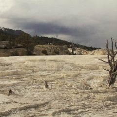 Mammoth Hot Springs