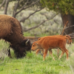 Bison in Town