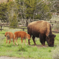 Bison in Town