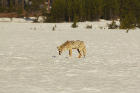 Coyote