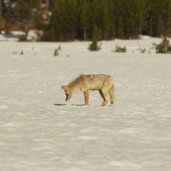 Coyote