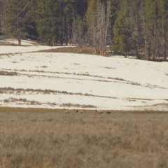 Distant Grizzly