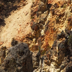 Osprey Nest