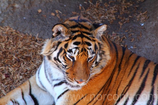 Wild Animal Sanctuary - TIger