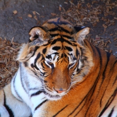 Wild Animal Sanctuary - TIger