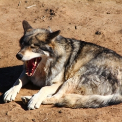 Wild Animal Sanctuary - Wolf