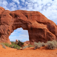 Pine Tree Arch