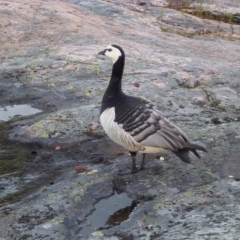 Barnacle Goose