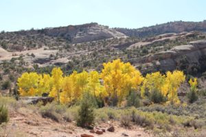 Aspens in the Colorado National Monument