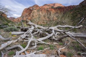 Kolob Arch Trail