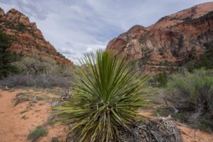Kolob Arch Trail
