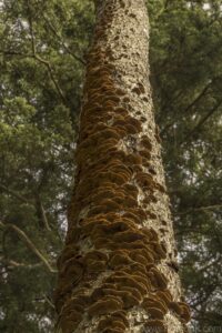 Tree Fungus