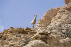 Bighorn Sheep