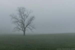 Tree in Fog
