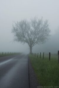 Tree in Fog
