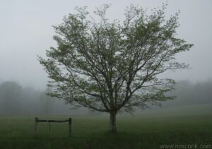 Tree in Fog